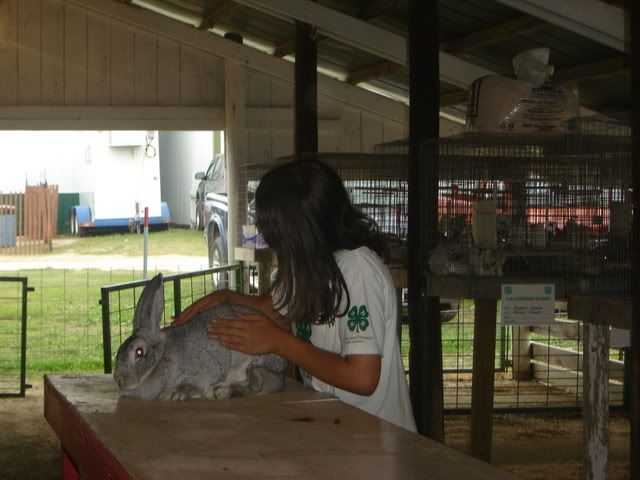 Lost Cutie Today - Rabbits