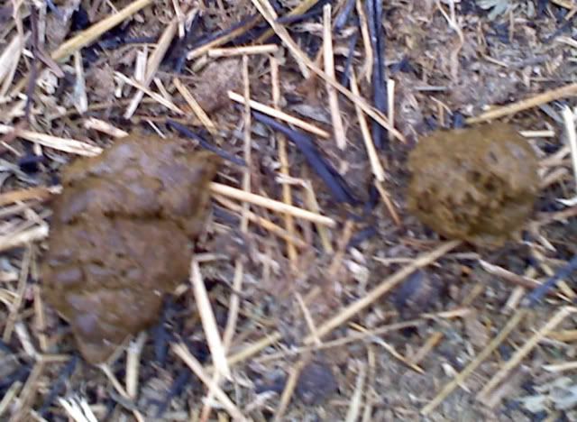 signs of impending labor? - Goats