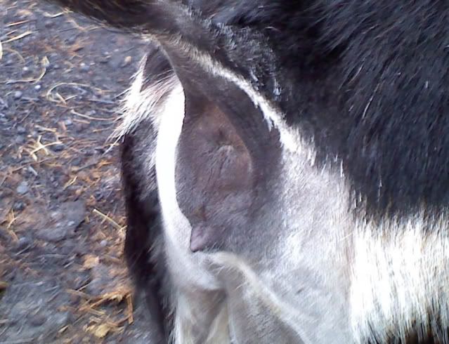 signs of impending labor? - Goats