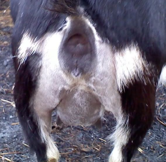 signs of impending labor? - Goats