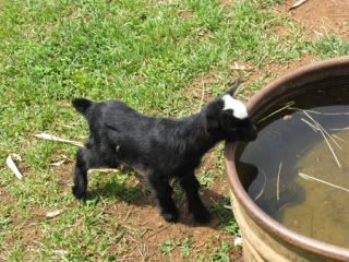 brae_baby_goat_1.jpg