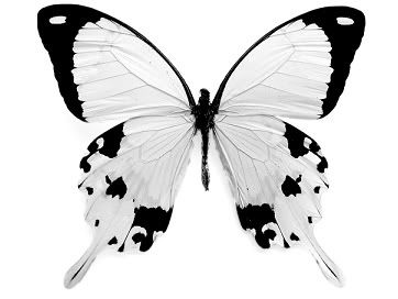 death butterfly Pictures, Images and Photos