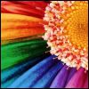rainbowflower.jpg