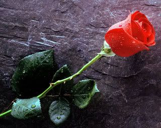 http://i172.photobucket.com/albums/w13/dearjonboy/True_Love_Forever2C_Red_Rose.jpg