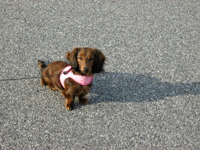  photos of cocker Long+haired+dachshund+chihuahua+mix