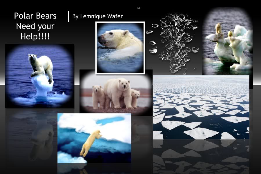 Polar Bears - Scrapblog Pictures, Images and Photos