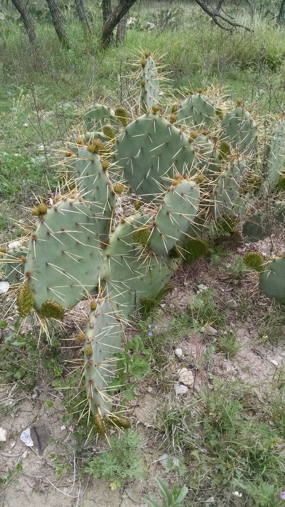 Prickly%20pear_zpsci67fyw4.jpg