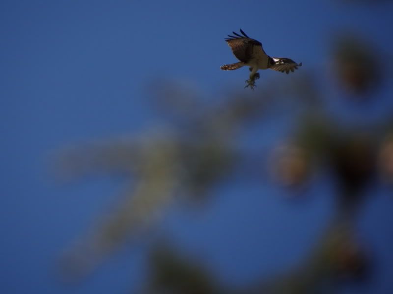 osprey1002.jpg