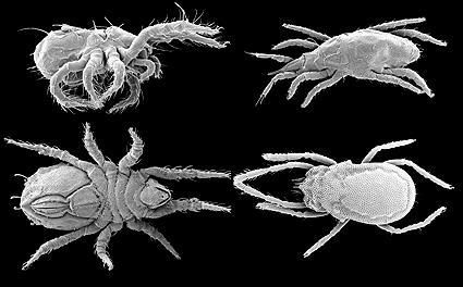 mite1.jpg