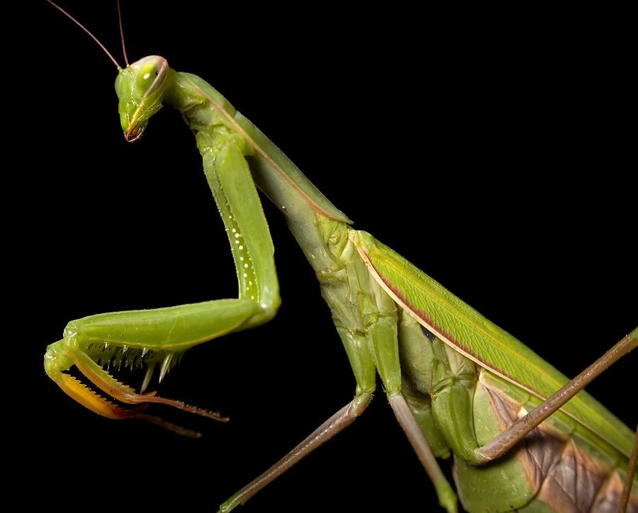 IMAGE: http://i172.photobucket.com/albums/w16/sodjdobe/Macro/bogomolka4v1.jpg