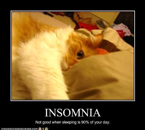 funny-pictures-cat-has-insomnia.jpg