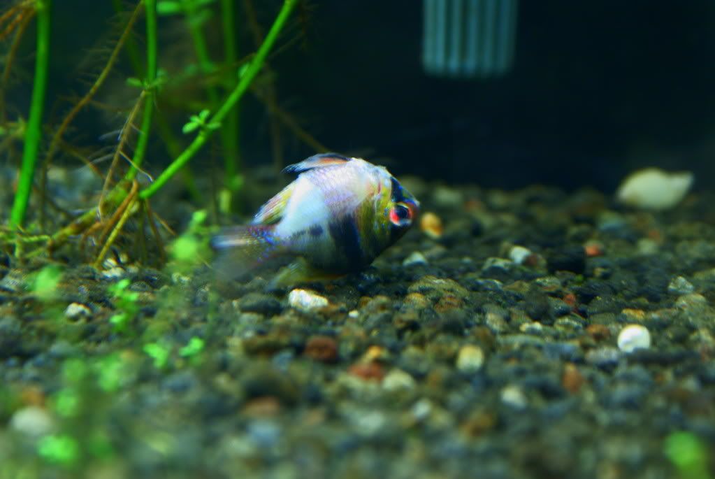 Rams Fish