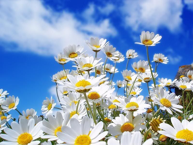ورود أزهار لبيتك Flowers-1.jpg