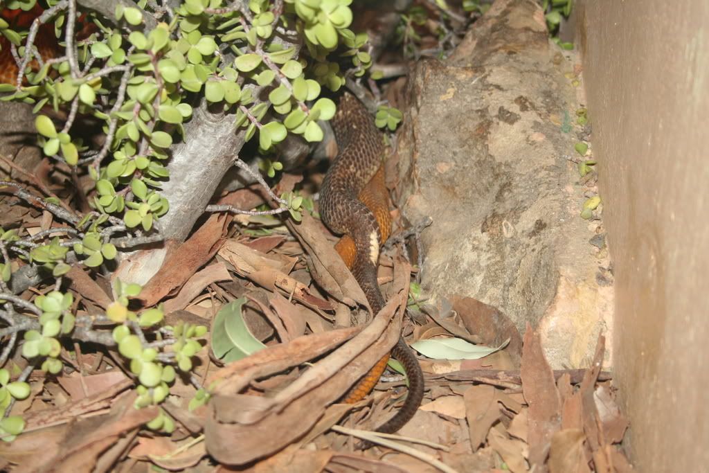 cobras mating