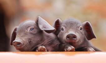 Piglets Pictures, Images and Photos