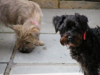 DSCF0432-1.jpg