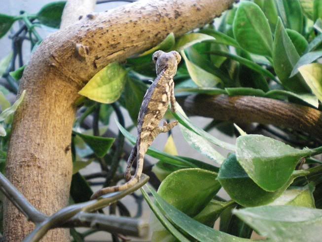 Ampiskiana Panther Chameleon