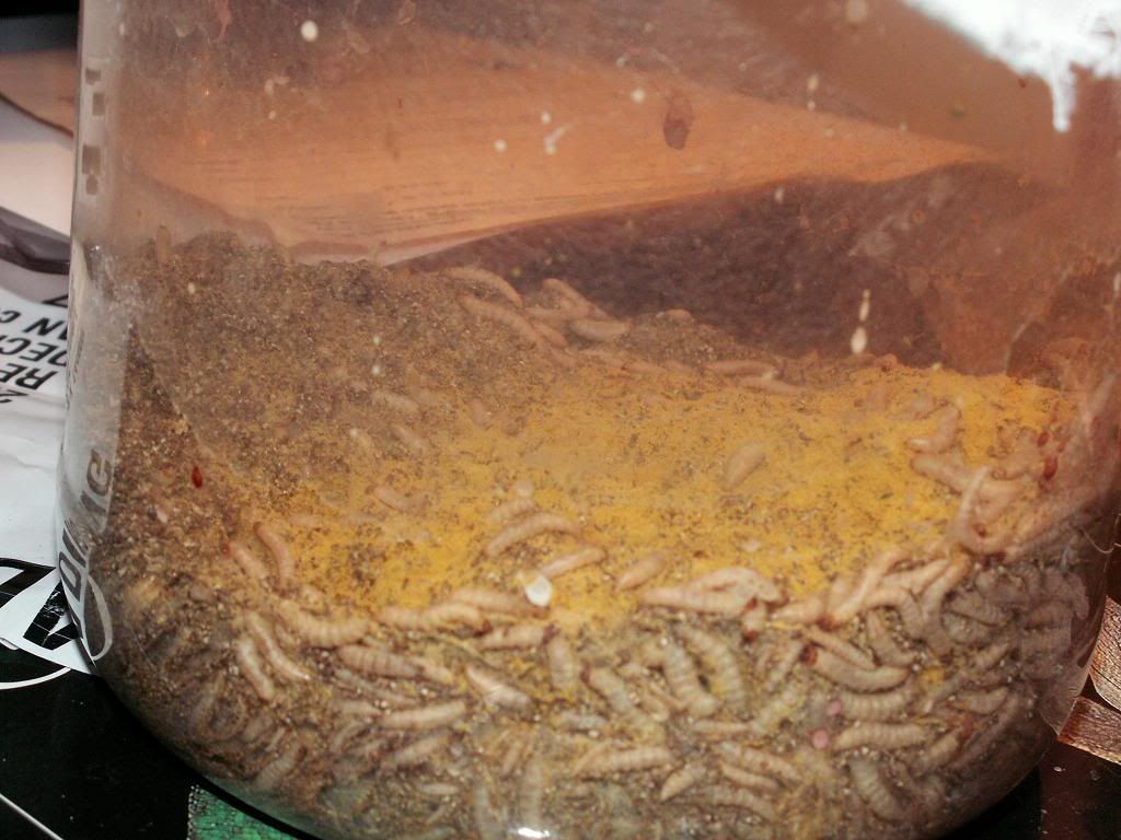 Wax Worms Chameleon Forums