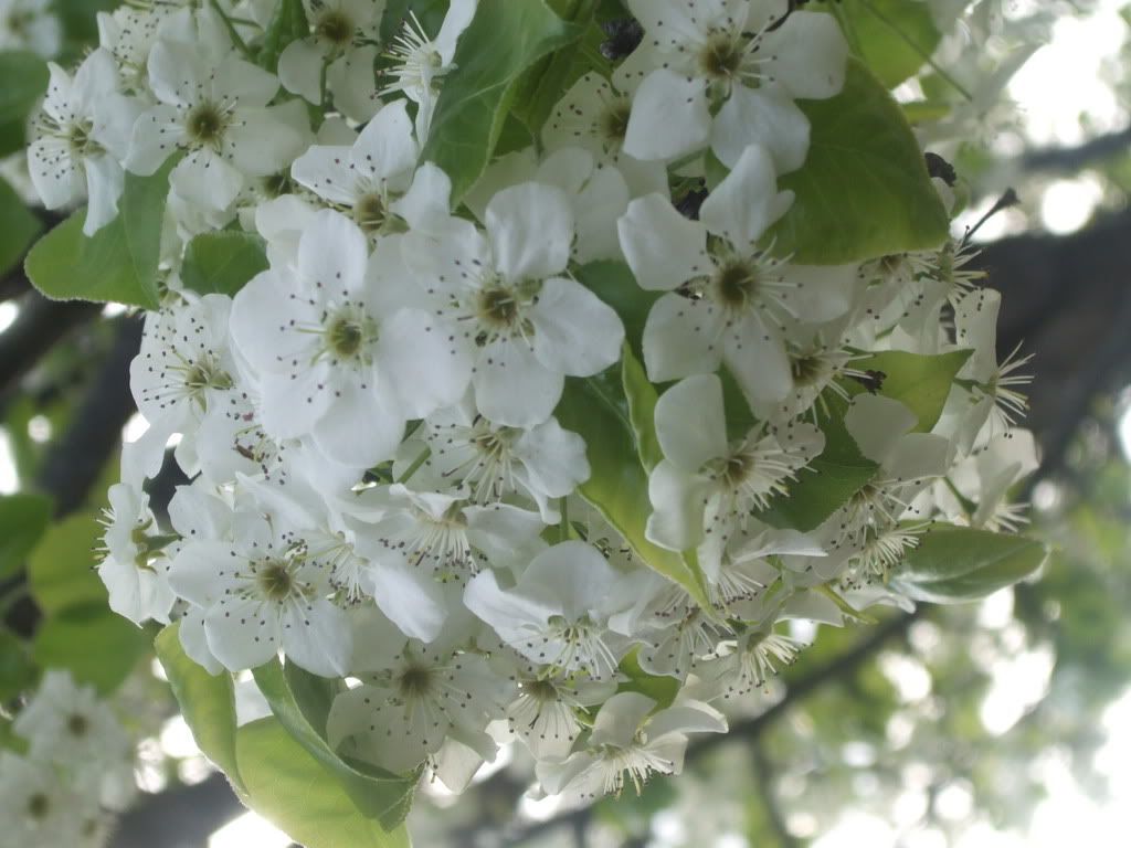 Bradford Pear Trees Pictures, Images and Photos