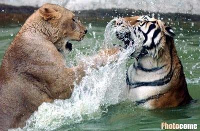 leones vs tigres outline