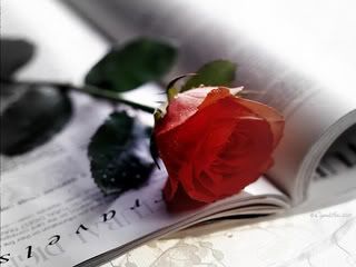 Rose Pictures, Images and Photos