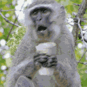Quivering Monkey Pictures, Images and Photos