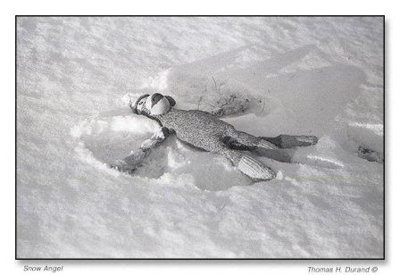 Snow-Angel.jpg Snow Angel 2 image by jjh4