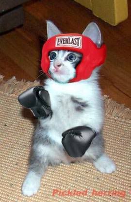 Boxing Cat Pictures, Images and Photos
