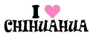 chihuahua