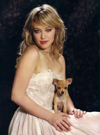 Hilary + Chihuahua