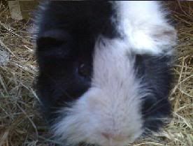 One of the last pics of piglet