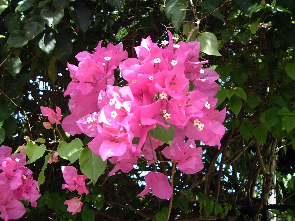 Grenada National Flower