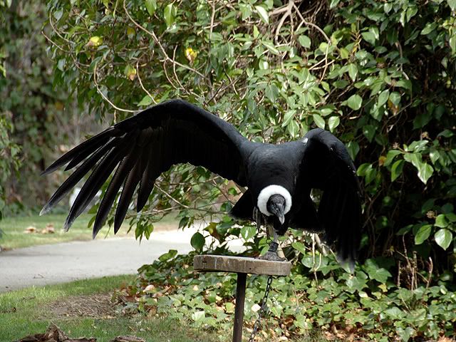 http://i172.photobucket.com/albums/w28/Neilsmultiusostop/Buitre%20leonado/Condor%20Vultur%20gryphus/DSC_9610.jpg