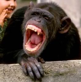 Laughing Chimp