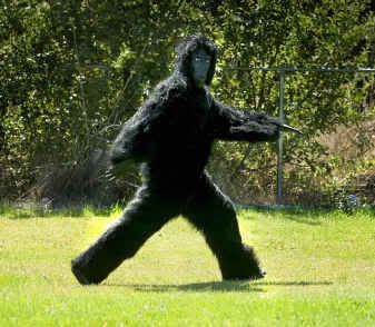 gorilla6.jpg