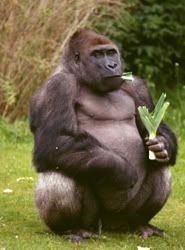 Gorilla1.jpg