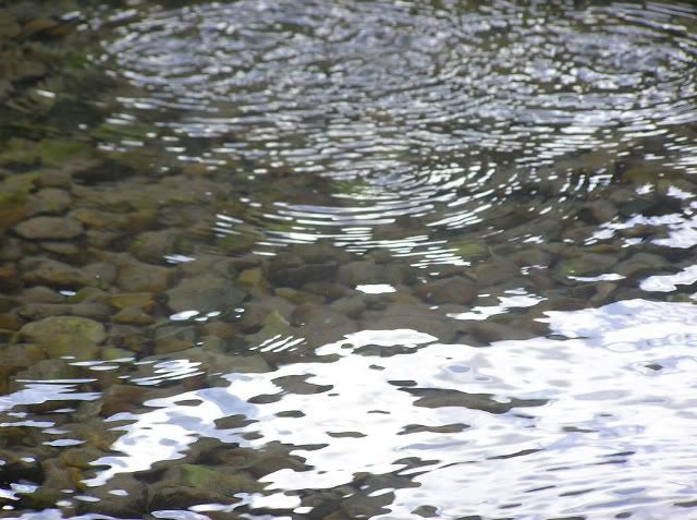 Homewell spring at Havant