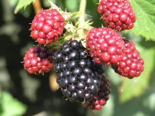 blackberries