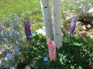 Three Colors of Lupines  27 May 2009
