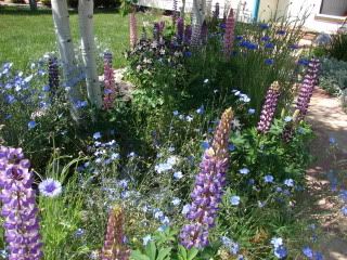 Sunny Aspen Garden   27 May 2009