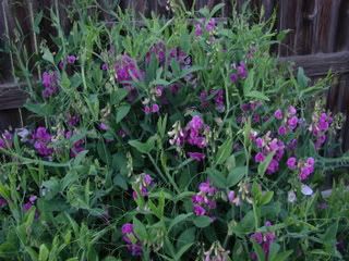 Perennial Pink Sweet Peas