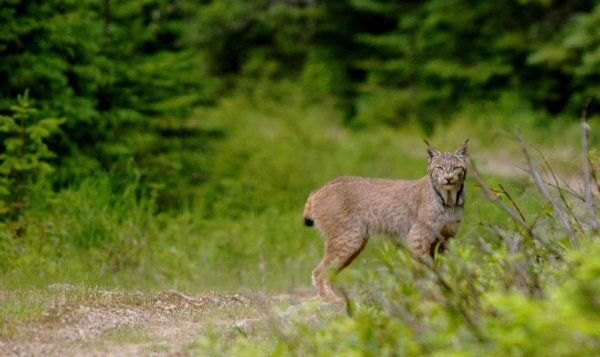 CanadianLynx_zpsd8f6b6ba.jpg