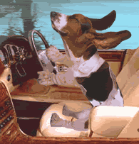 animals_191.gif Funny dog image by arabians-are-wonderful