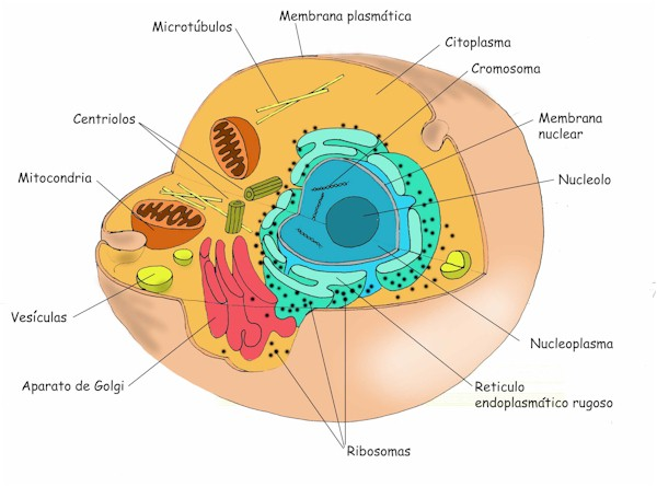 celula animal y sus partes. images Organelos De La Celula