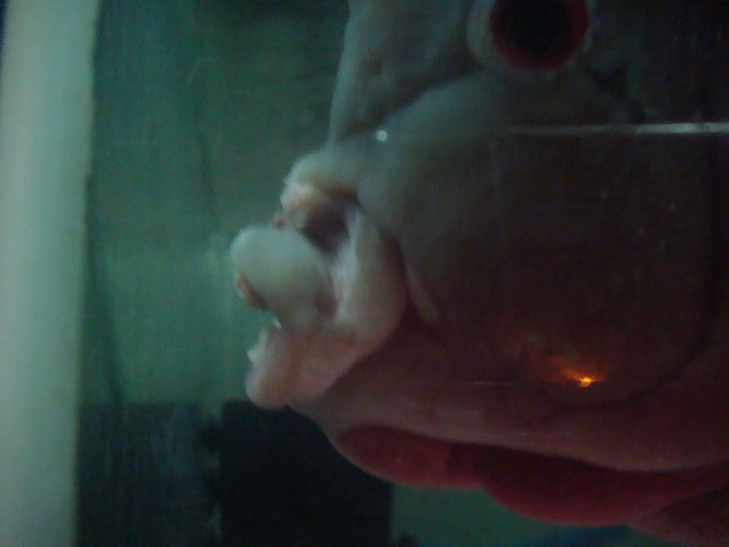 Nhờ anh em chuẩn bệnh con cá La Hán!