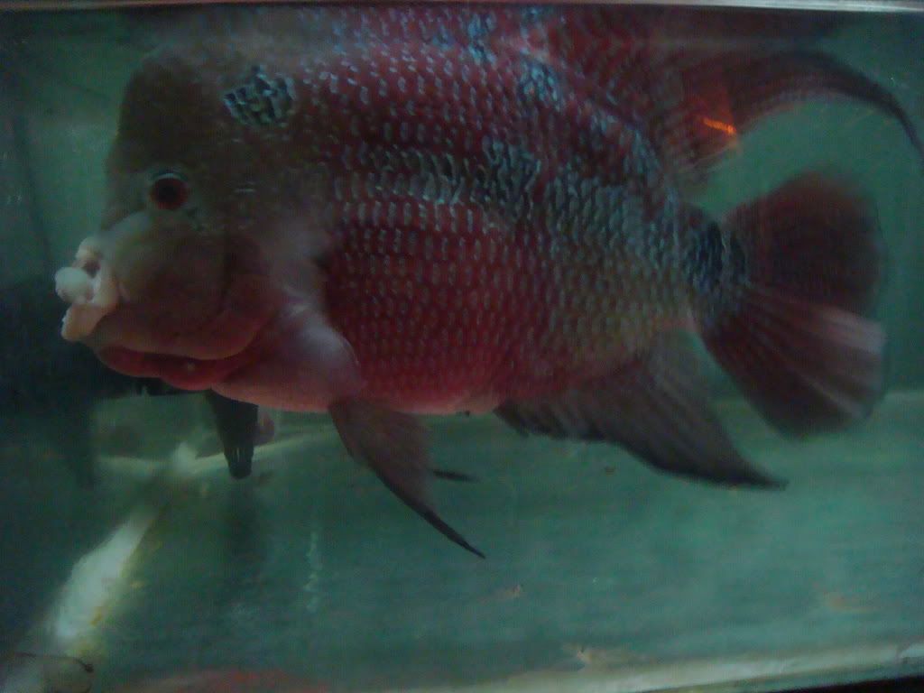 Nhờ anh em chuẩn bệnh con cá La Hán! - 2