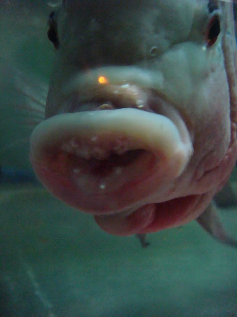 Nhờ anh em chuẩn bệnh con cá La Hán! - 1