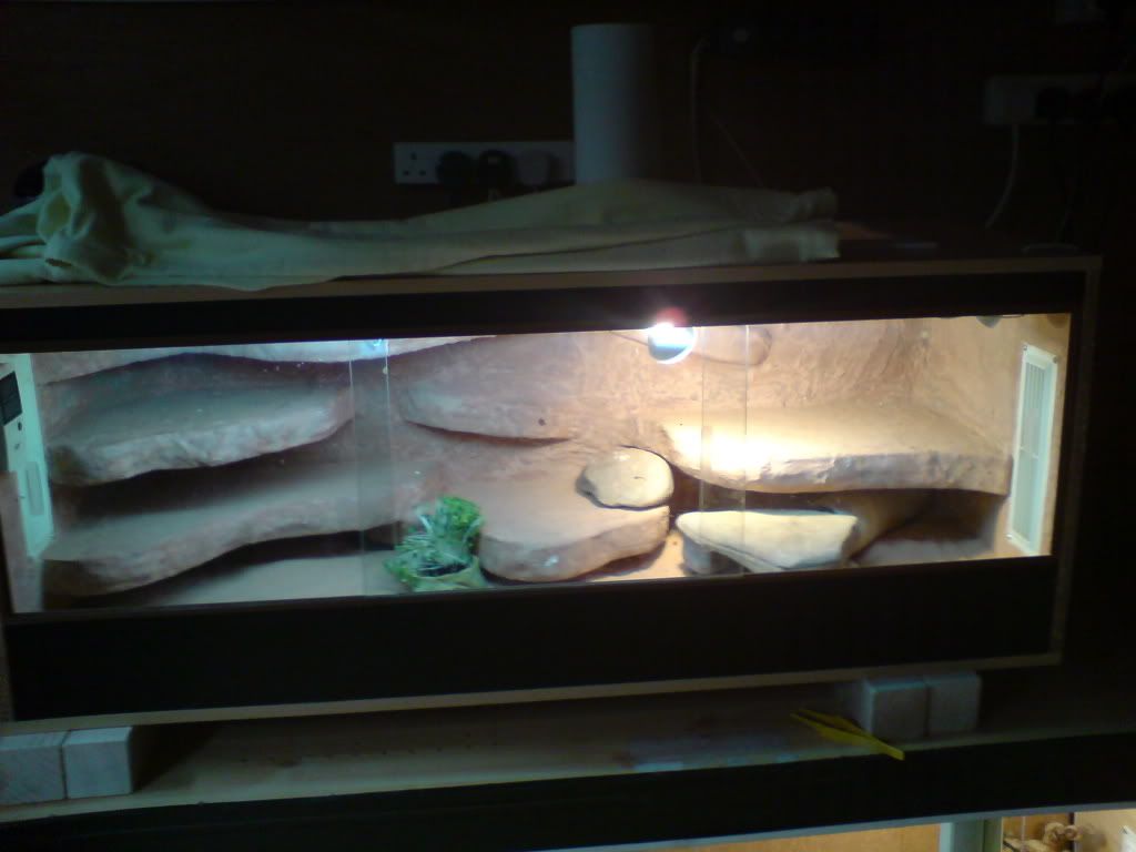 Uromastyx... which type of bird seed Reptile Forums