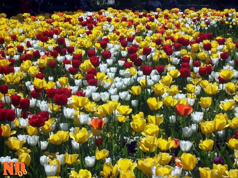 tulips.jpg?t=1236873841