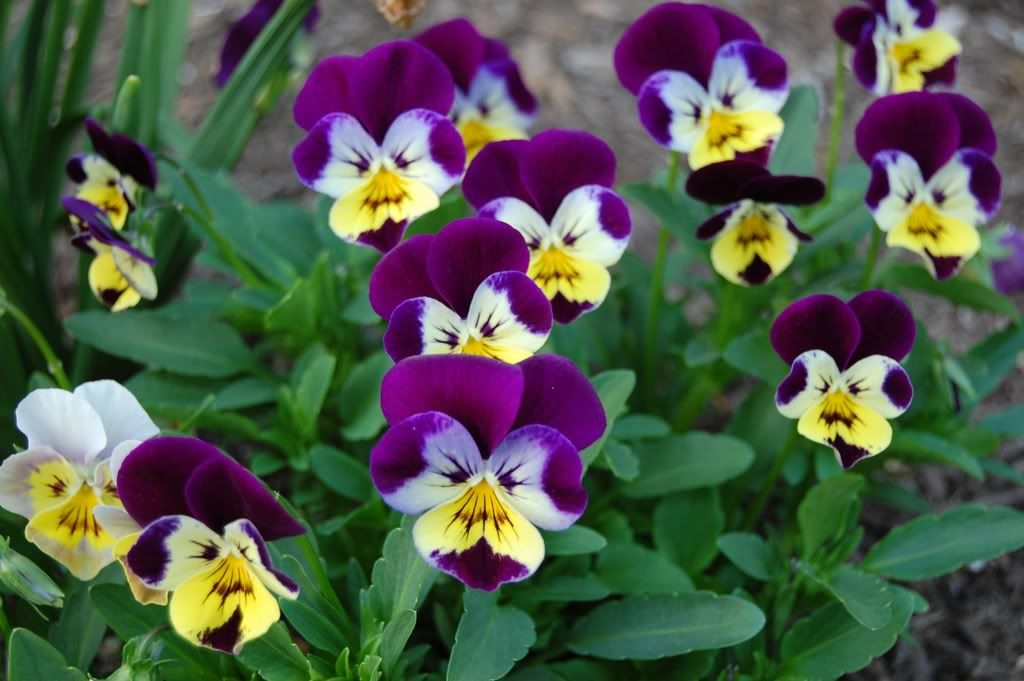 Pansy.jpg